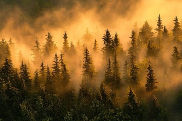 Mystischer Wald im Nebellicht