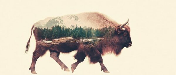 Natur im Bison