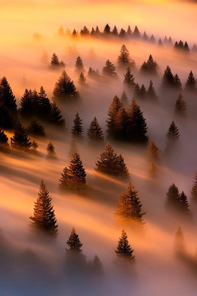 Nebulöser Wald im goldenen Licht