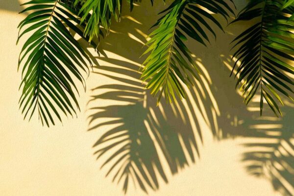 Palmblätter werfen Schatten an Wand