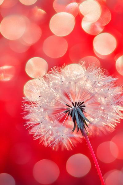 Pusteblume vor rotem Hintergrund