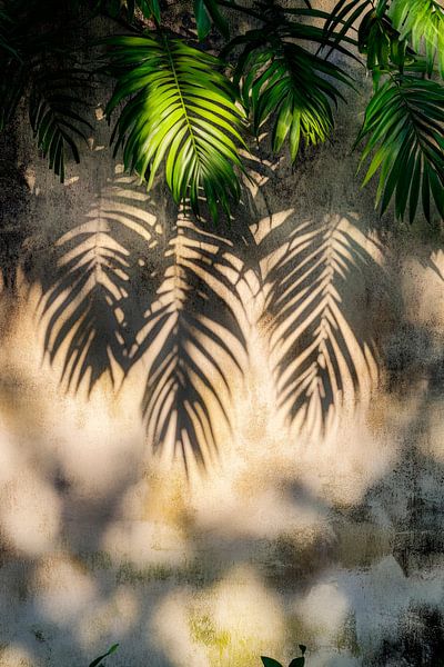 Schatten von Palmenblättern an Wand