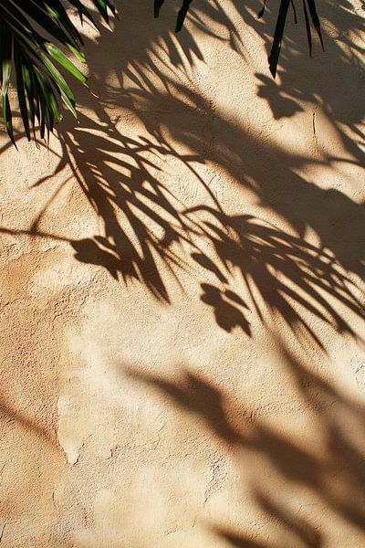 Schatten von Pflanzen an Wand