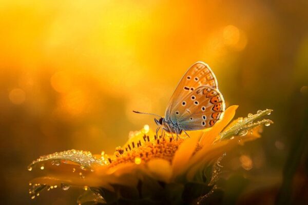 Schmetterling auf Blüte