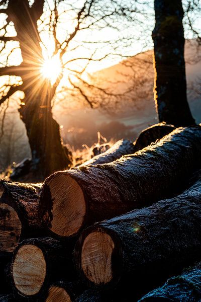 Sonnenaufgang über Holzstapel