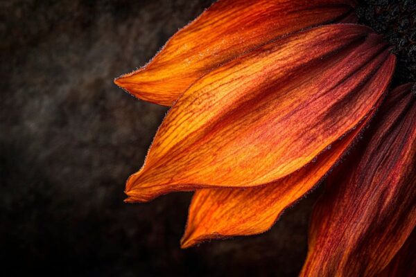 Sonnenblumenblüte im Detail