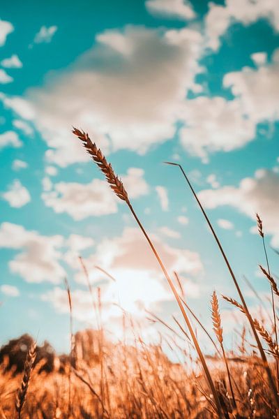 Sonnenstrahlen über goldenem Feld