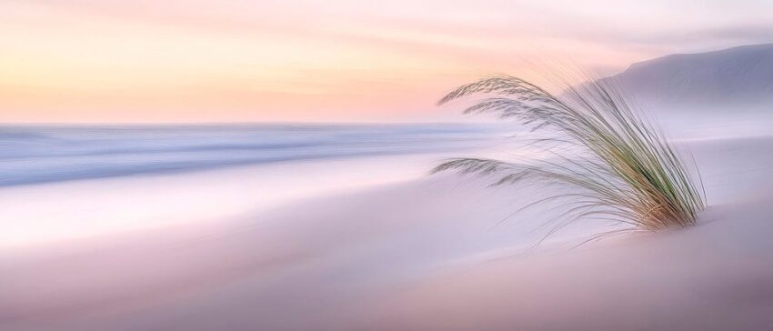 Strandgras im sanften Morgenlicht