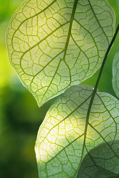 Transparente Blätter im Sonnenlicht