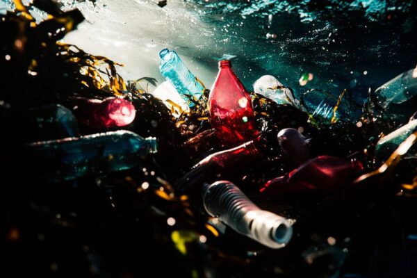 Unterwasserplastik im Algenmeer – Aufruhr