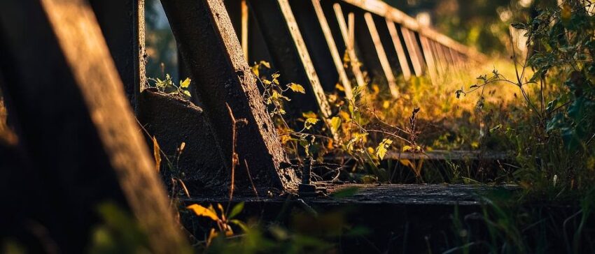 Verfallener Holzsteg im Grünen