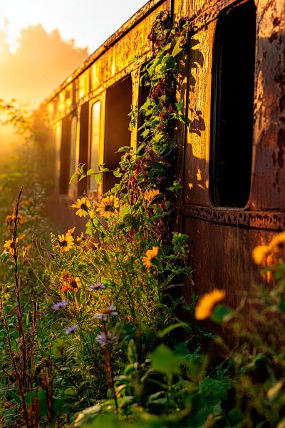 Verlassener Zug im Sonnenlicht – Natur