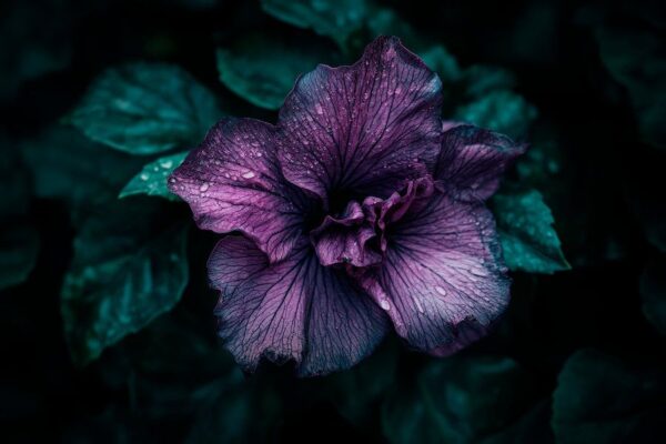 Violette Blüte im Schattenlicht