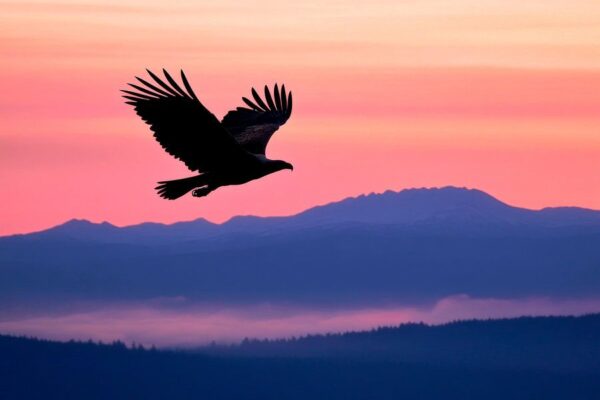 Vogel im Abendlicht