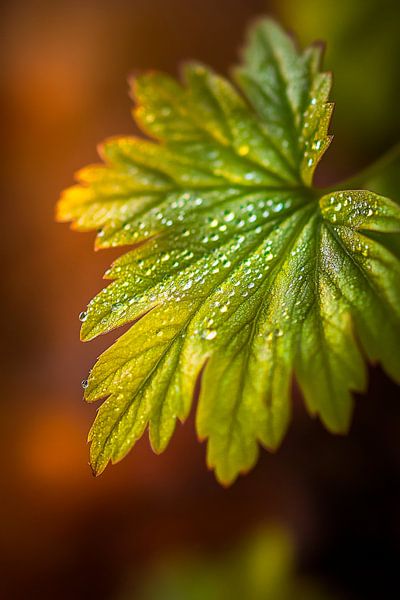 Wassertropfen auf grünem Blatt