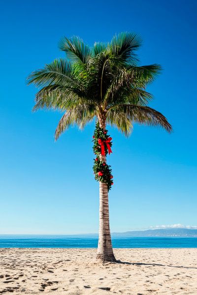 Weihnachtspalme Strand