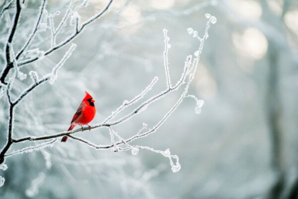 Weihnachtsvogel vor frostigem Hintergrund