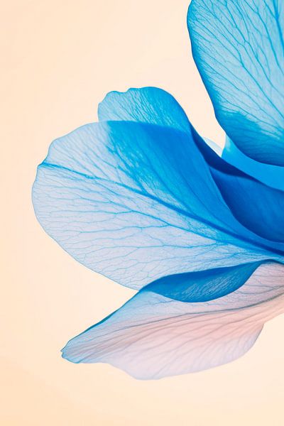 Zarte blaue Blüte – Minimalistische Eleganz