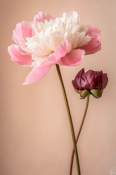 Zarte Blumen in sanften Farben