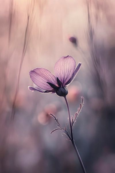 Zarte Blüte im sanften Licht