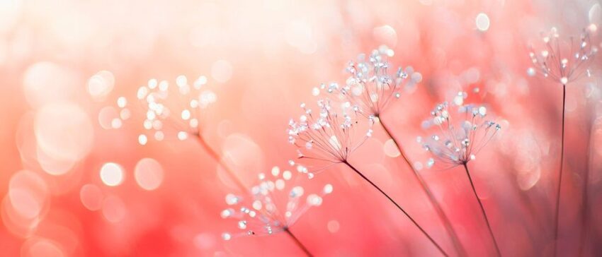 Zarte Blüten im sanften Licht