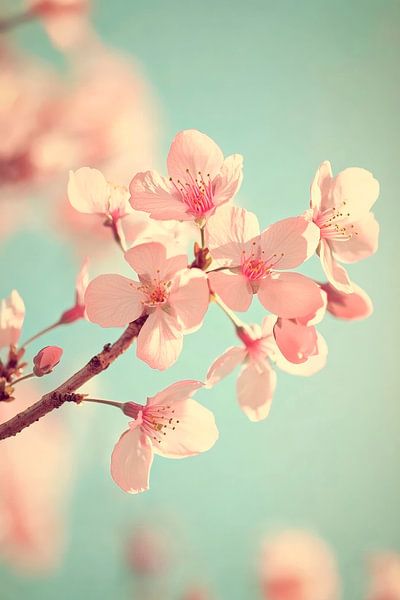 Zarte Kirschblüten im sanften Licht