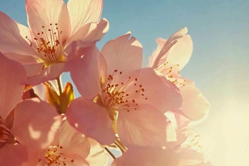 Zarte Kirschblüten im Sonnenlicht